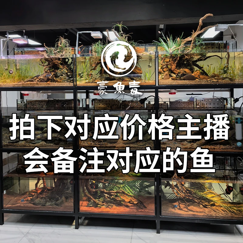 【改价链接】天使鱼各种观赏鱼，拍下对应价格主播备注发货