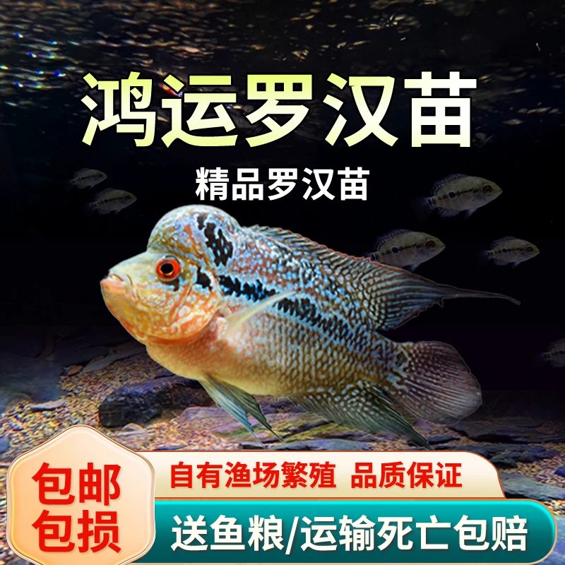 鸿运当头罗汉小型活体亚成鱼起头观赏鱼泰国红马幻彩金花红德萨斯