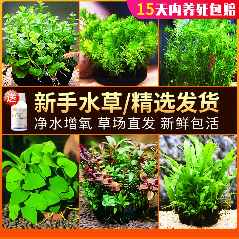 精选中后景新手活体淡水懒人造景红波绿菊天然绿宫廷坨草沉木水榕