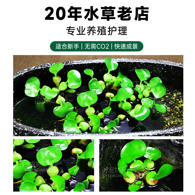 新手水葫芦浮萍水草花卉植物种苗鱼塘鱼池鱼缸养乌龟缸净化水质