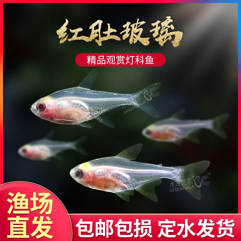 红肚玻璃灯白肚玻璃热带观赏鱼草缸群游鱼透明霓虹七彩拉拉黄扯旗