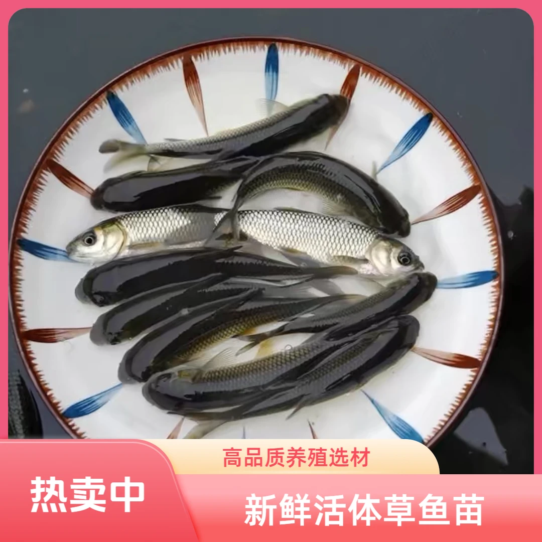 【活体】草鱼（2-25cm）观赏鱼淡水鱼冷水鱼鱼