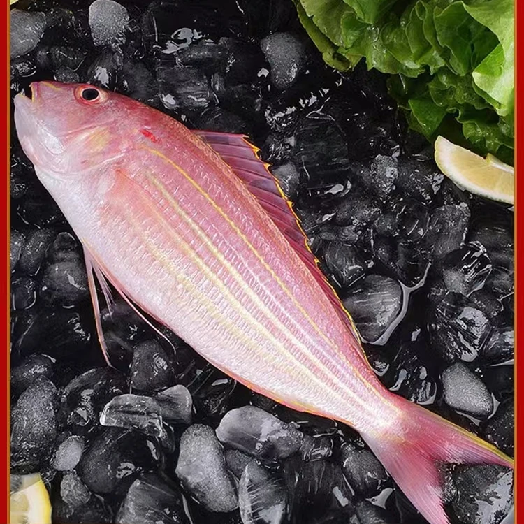 本港海钓 金丝鱼12条  金线鱼 冷链广东渔民直发，当天发