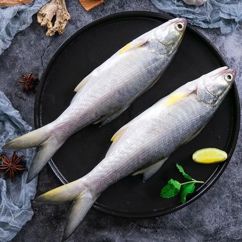 本港海钓 马友鱼  5条 4斤 (350-450/g)一条 午鱼   顺丰当天发货