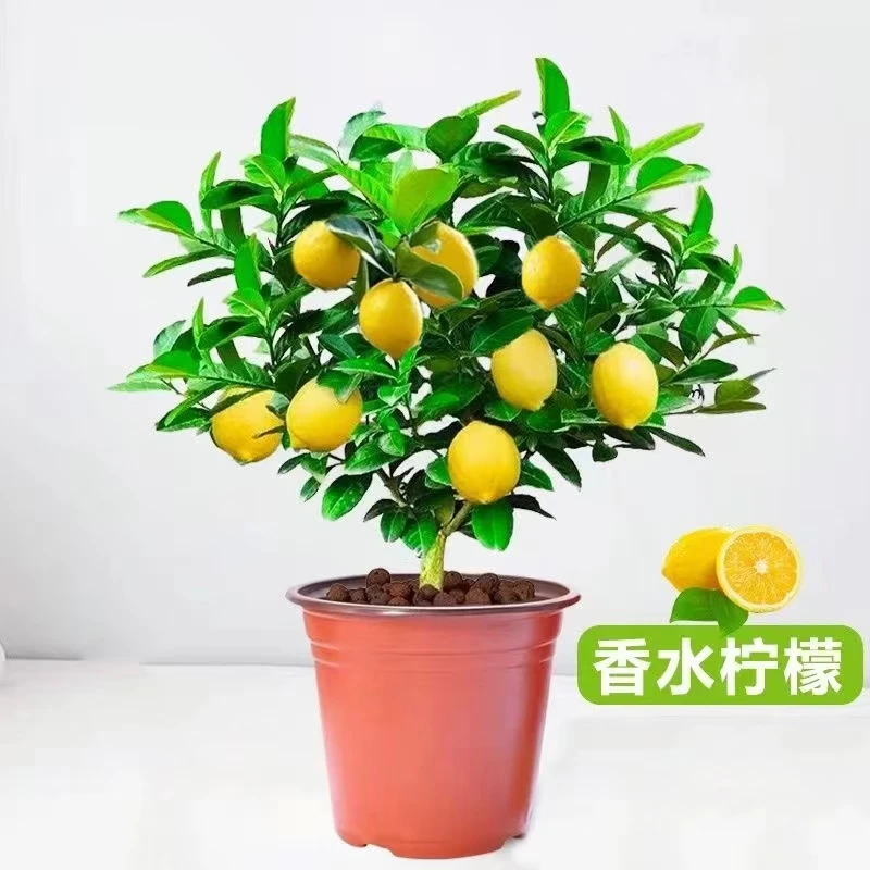 2号四季无籽香水柠檬树苗可食用柠檬南北方阳台种植