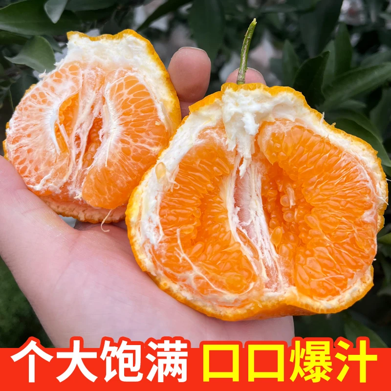现摘现发正宗四川春见耙耙柑4/5/8斤香甜多汁新鲜水果爆汁细腻