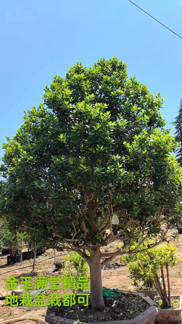 造型黄杨，金玉满堂别墅庭院植物的首选一年四季长青寓意富贵吉祥
