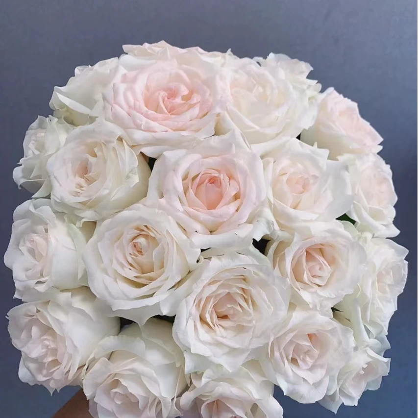 小白兔玫瑰【收到花一定要醒花，不会的请联系客服】