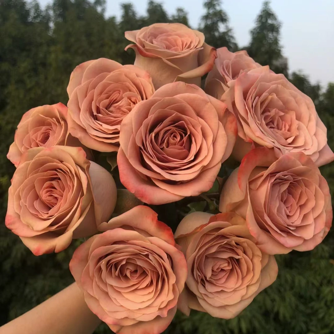 卡布奇诺玫瑰【收到花一定要醒花，不会的请联系客服】