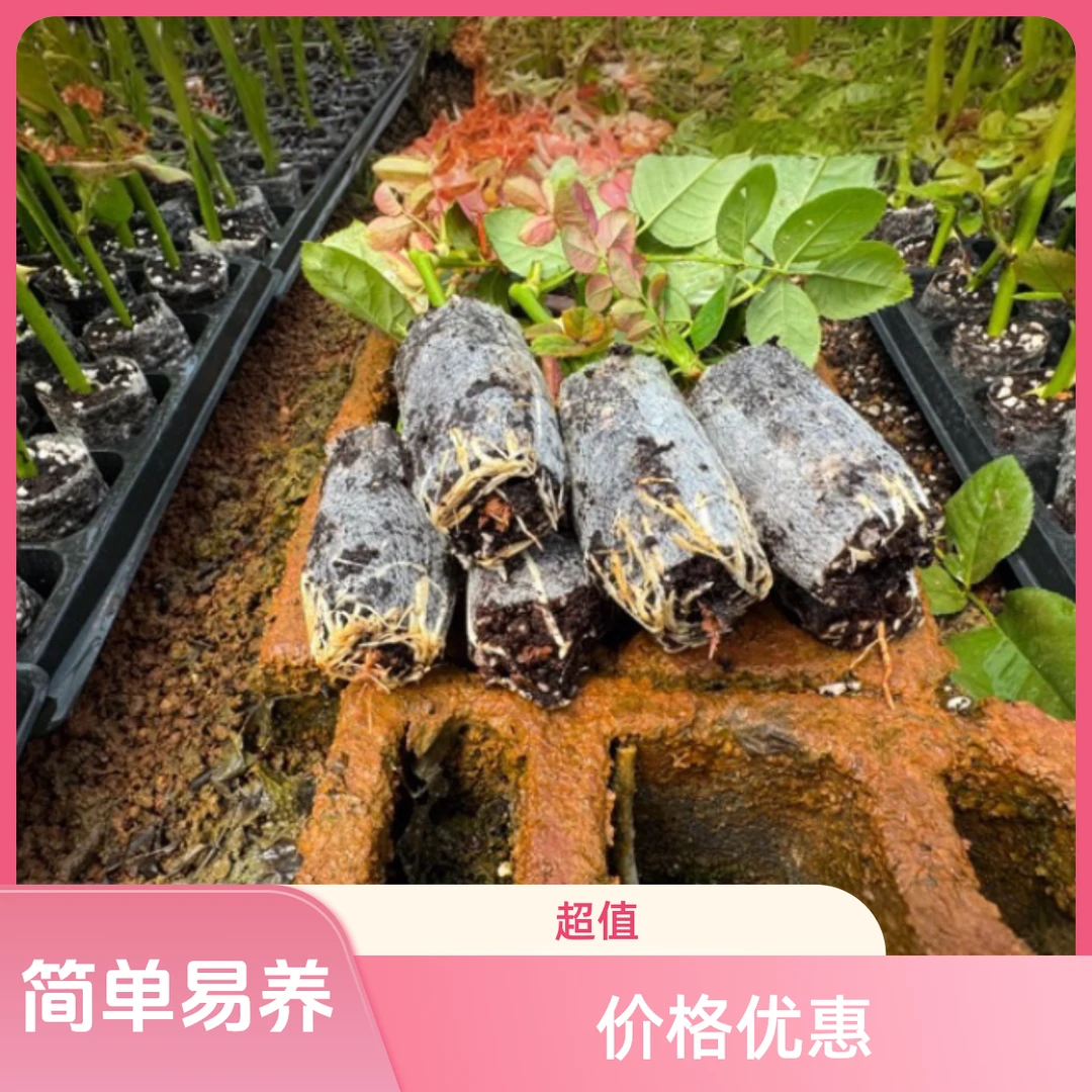 云南扦切花玫瑰小苗,带小土杯发货成活好2