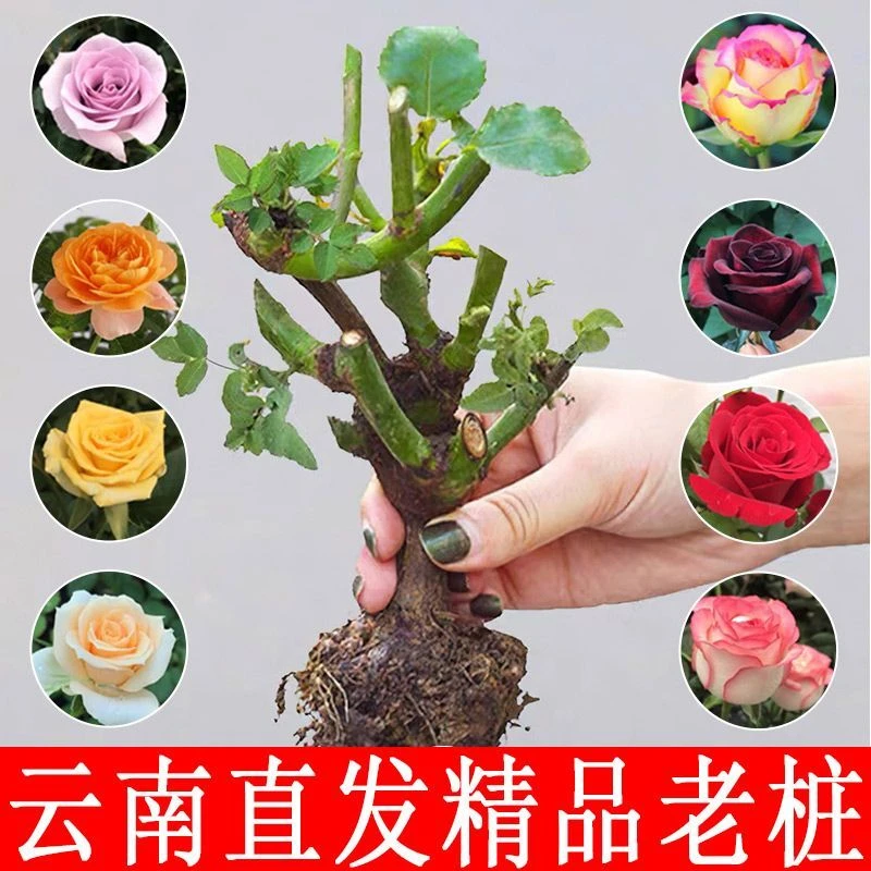 玫瑰花苗老桩四季开花水养水培室内外阳台盆栽绿植花卉植物室内花