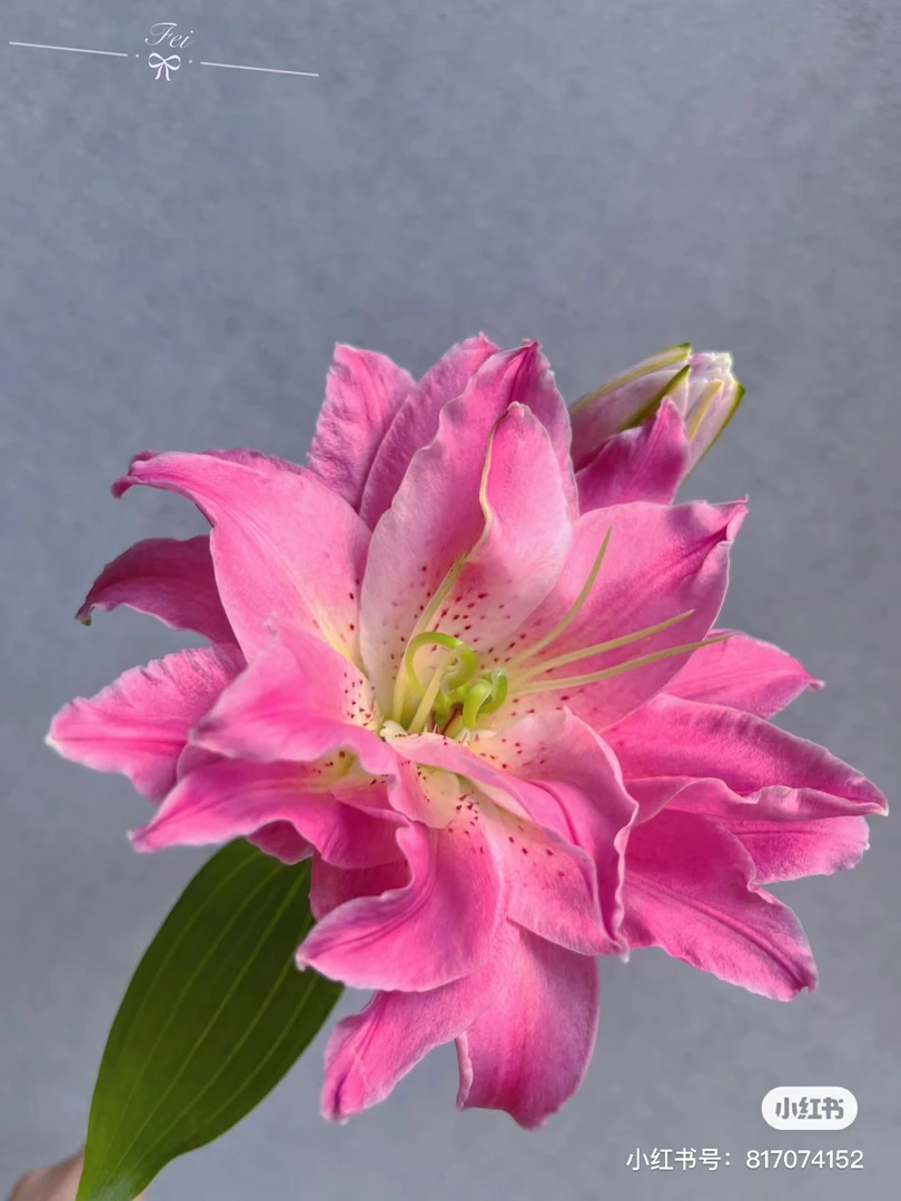 【莲花之梦】1个球大花粉色多头花12/14球四季可种重瓣香水百合庭院