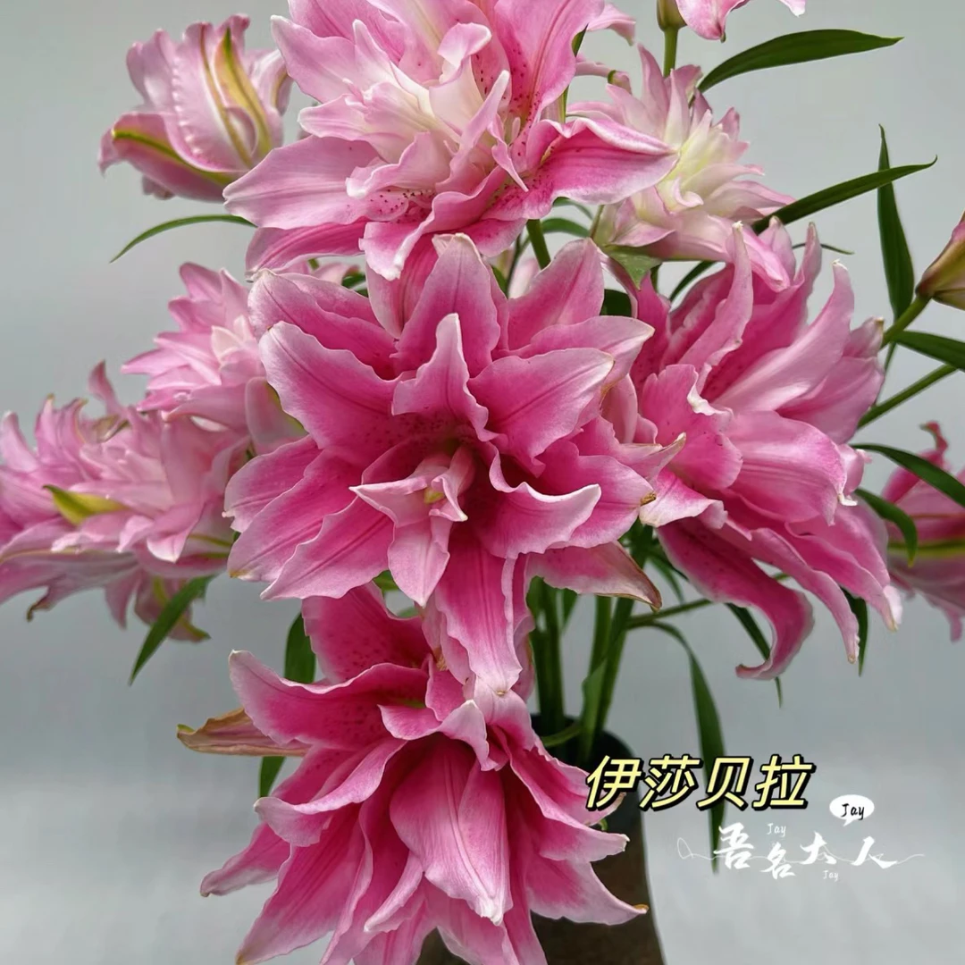 【伊莎贝拉】1个种球重瓣大花16/18四季可种阳台庭院种植耐寒耐晒款