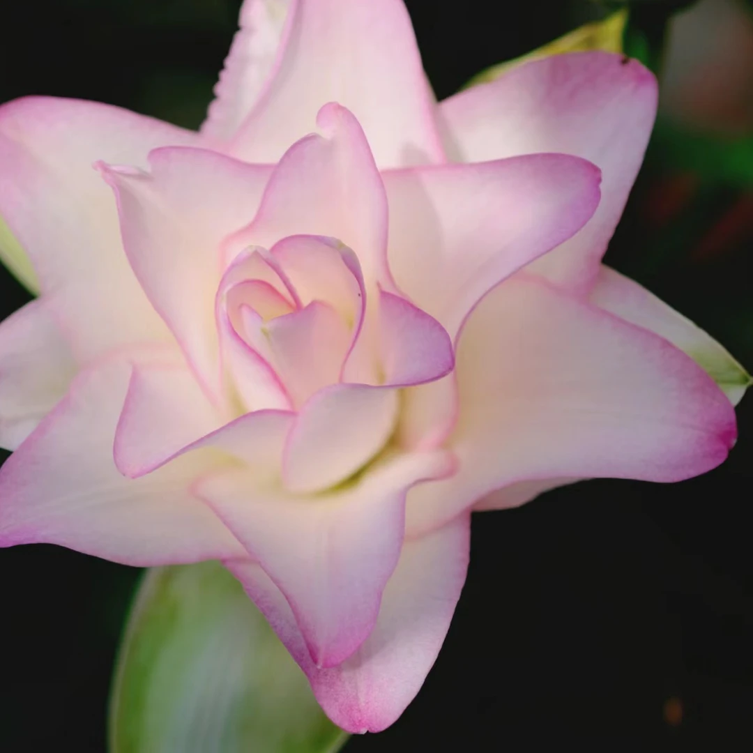 【冰美人】1个球重瓣大花浓香种球14/16大四季可种阳台庭院种植耐寒