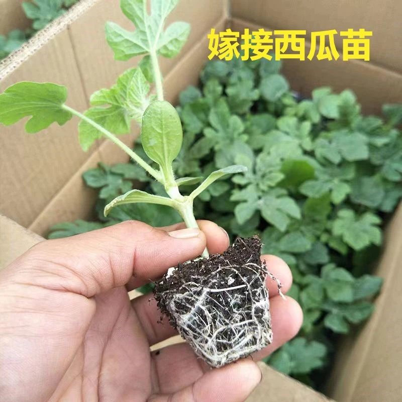 超甜优质8424西瓜秧苗特大冰糖麒麟西瓜嫁接懒汉西瓜壮苗阳台西瓜