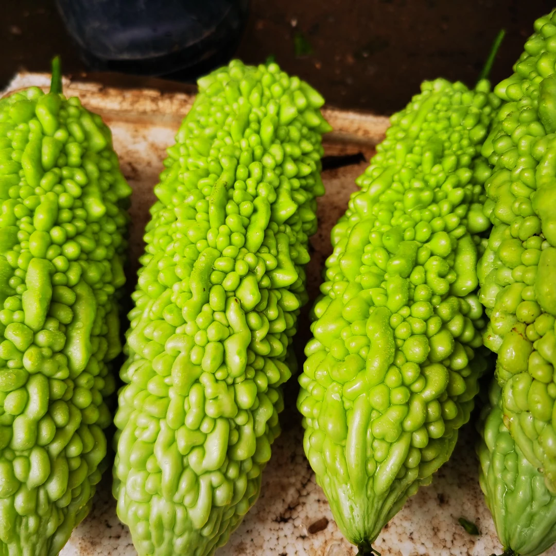 湖南衡阳本地农户种植苦瓜当天采摘当天发货
