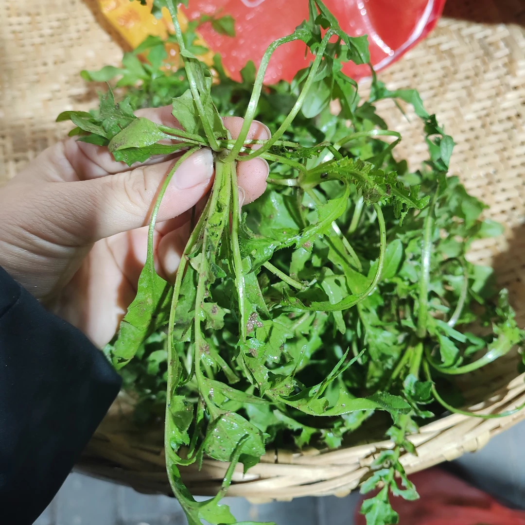 农家自采（非种植）荠菜（地菜）3斤（有少量泥土发货，介意勿拍）