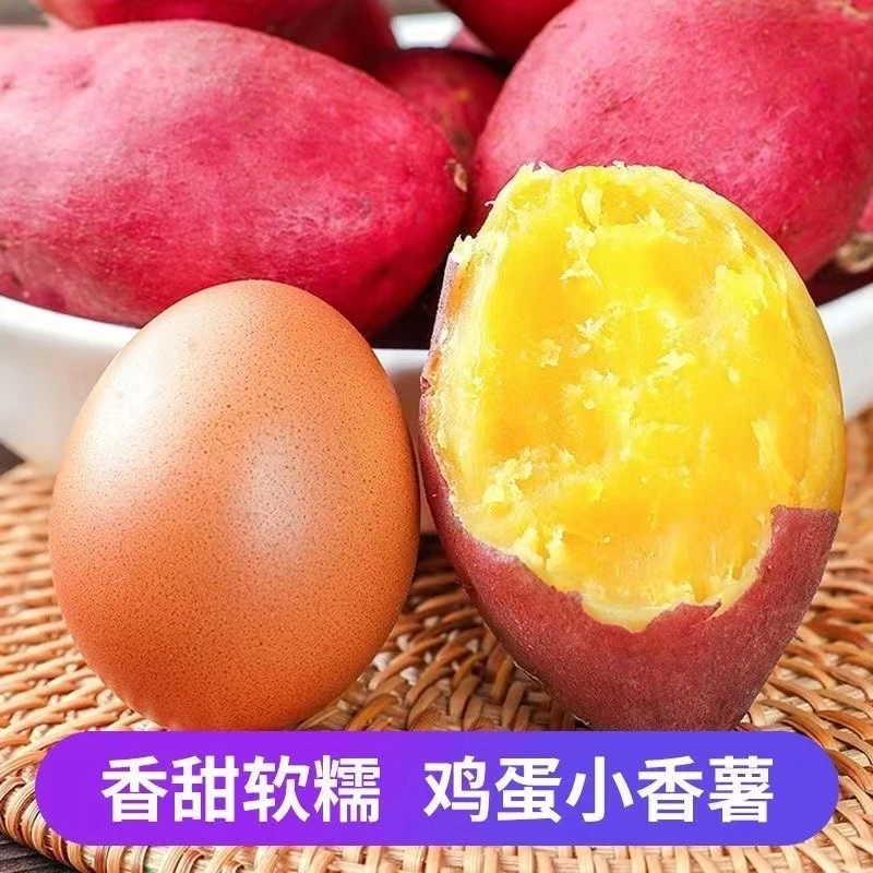 【5斤蛋果】新鲜板栗小香薯圆形鸡蛋果地瓜粉糯甜番薯黄心地瓜山芋