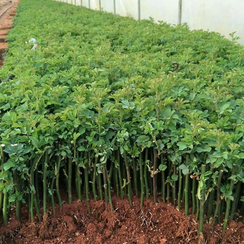 云南基地新房茶室盆景直发爬藤蔷薇裸根小苗藤本灌木