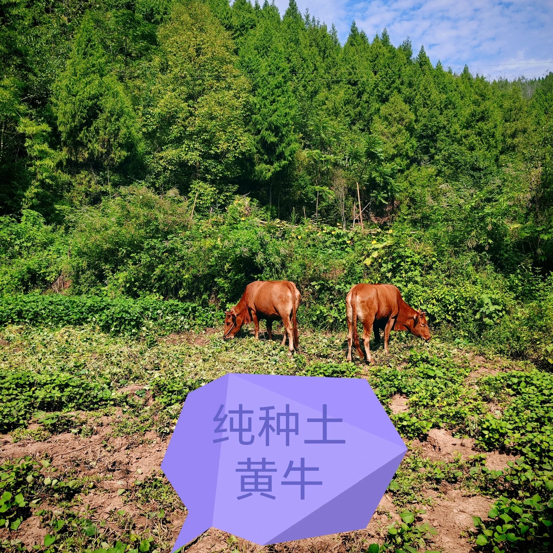 四川农家纯散养土黄牛前腿肉后腿肉牛排