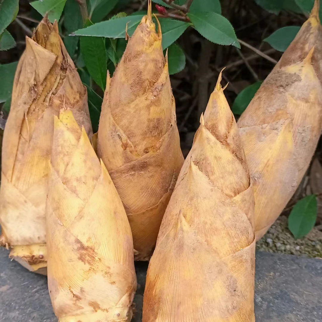 畲乡景宁冬笋新鲜现挖当天发货鲜笋3斤5斤黄泥笋酸菜的好搭档