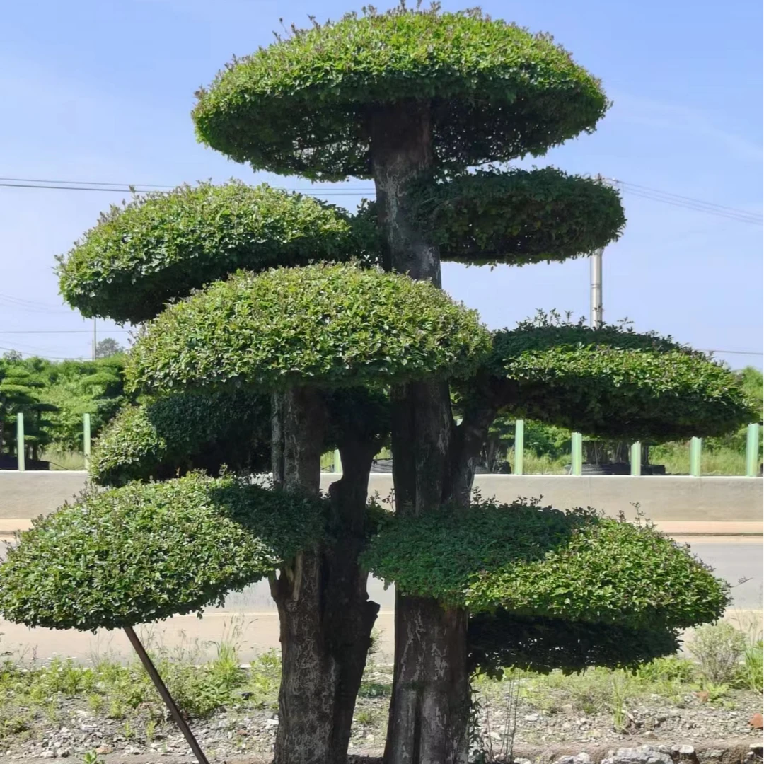 精品绿植盆景对节白蜡别墅庭院园林绿化景观用苗实物养护造型盆景
