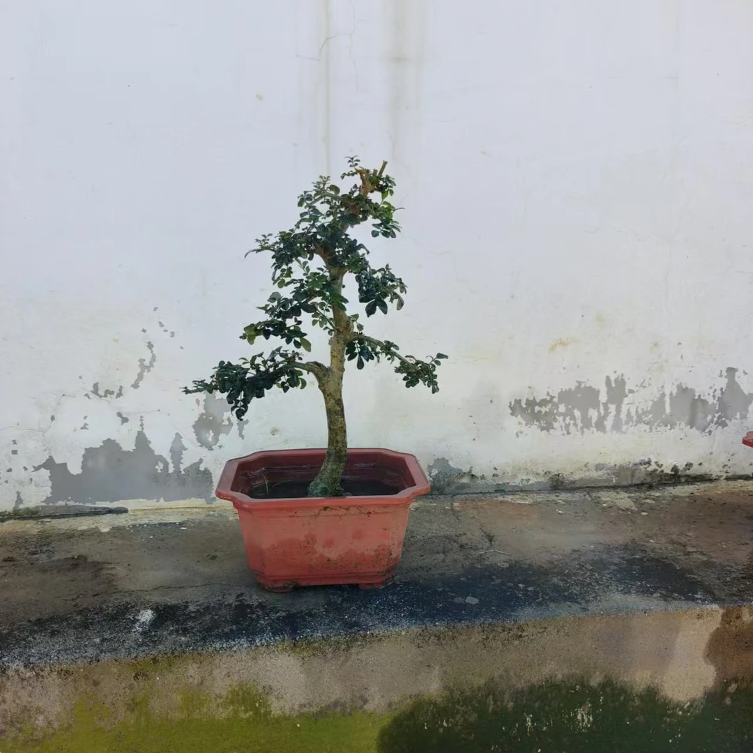 精品对节白蜡别墅庭院绿植造型盆栽绿化景观用苗