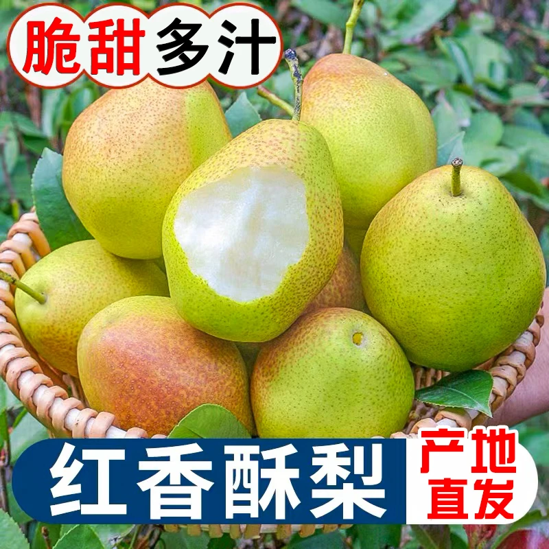 陕西红香酥梨4.5-9斤新鲜水果应季脆甜早酥梨鲜果香梨子现摘现发