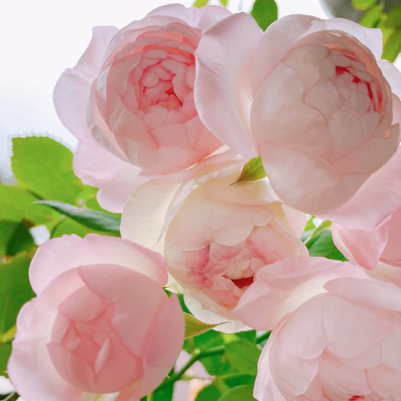 小院家裸根修剪发货 草莓杏仁饼 日本抗病 直立多头勤花 浓香灌木