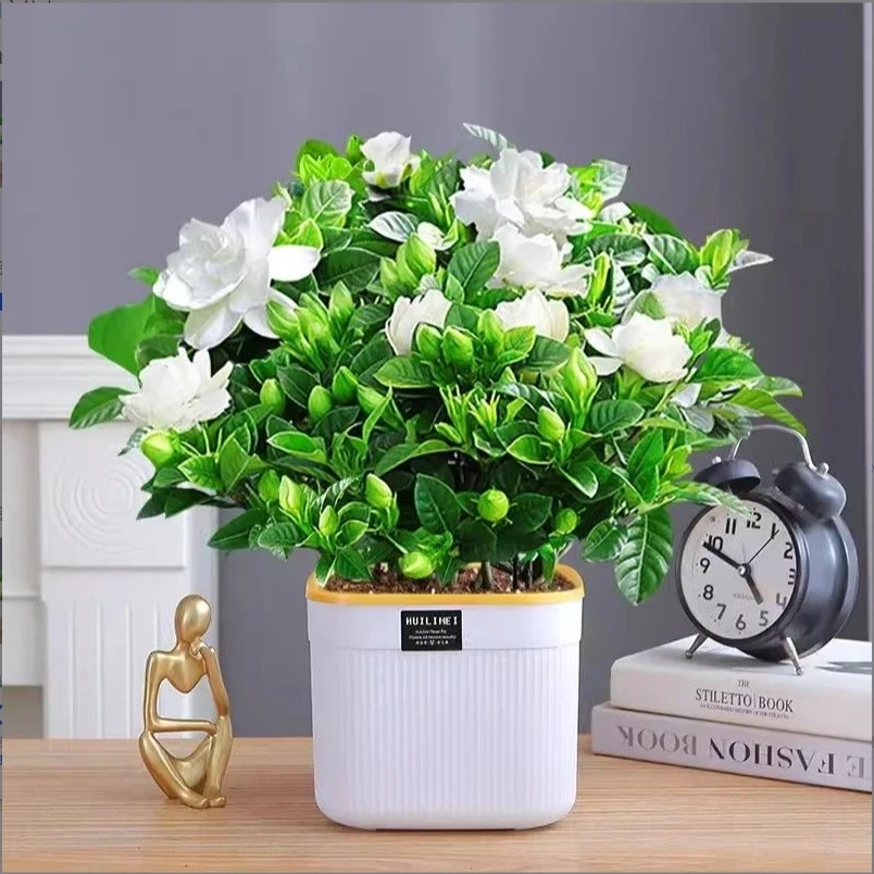【栀子花】屿鹿室内盆栽带花苞栀子花开花带香好养室内绿植开花植物