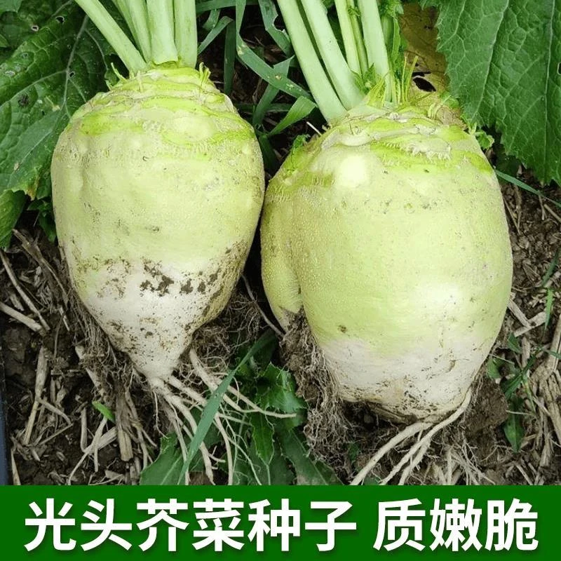 满5包包邮】光头芥菜种子辣疙瘩大头圆头芥菜种籽大腌咸菜春秋播