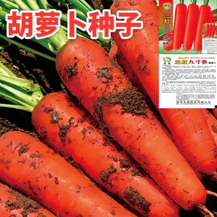 【满5元包邮】九寸三红胡萝卜非转基因蔬菜萝卜菜籽脆甜春秋季田