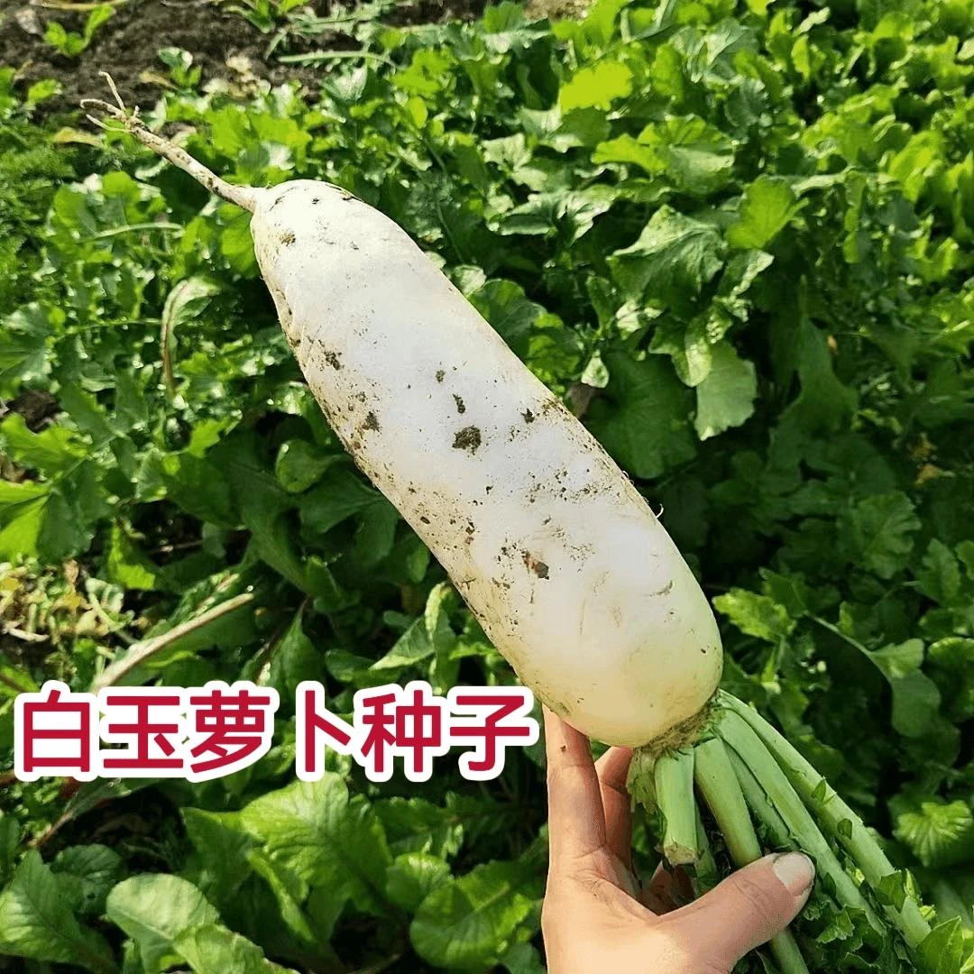 【全店满五元包邮】白玉萝卜韩国白萝卜种子白皮白肉大萝卜种子