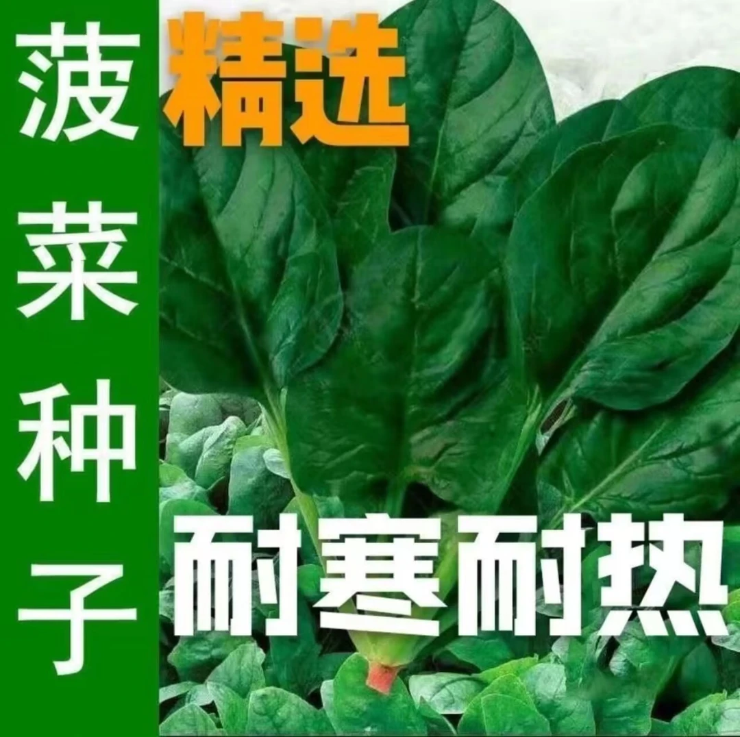 可越冬【菠菜大全】大小叶菠菜种子趴地红根菠菜肉厚香浓 耐热 爽口