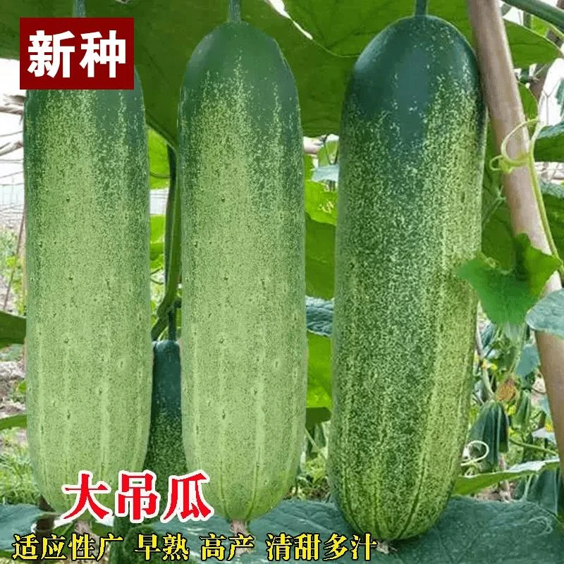 【全店满五包包邮】大吊瓜种子农家菜园蔬菜种孑