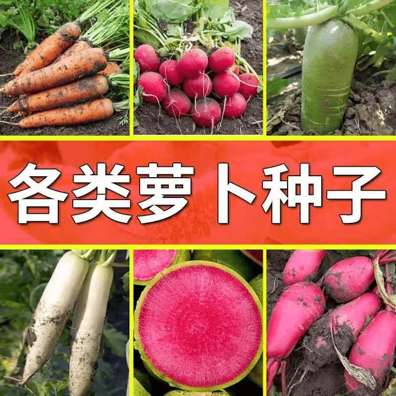 【全店满五元包邮】各种萝卜种子大全 家庭种子