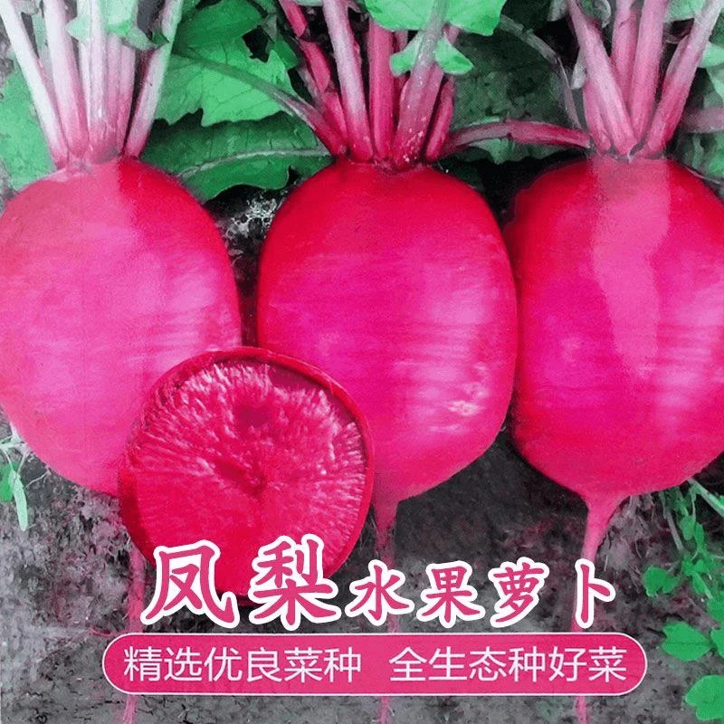 【满五元包邮】凤梨红心水果萝卜种子心里美萝卜种籽满堂红春秋夏
