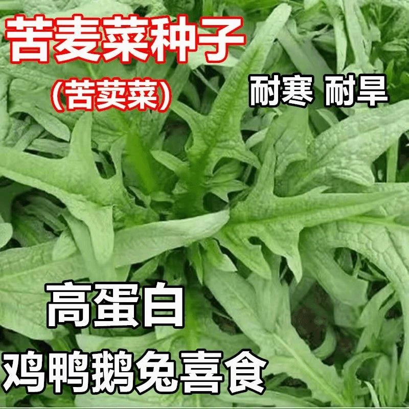 【满5元包邮】苦麻菜苦荬菜种子多年生牧草籽喂猪牛羊鸡鸭鹅苦麦
