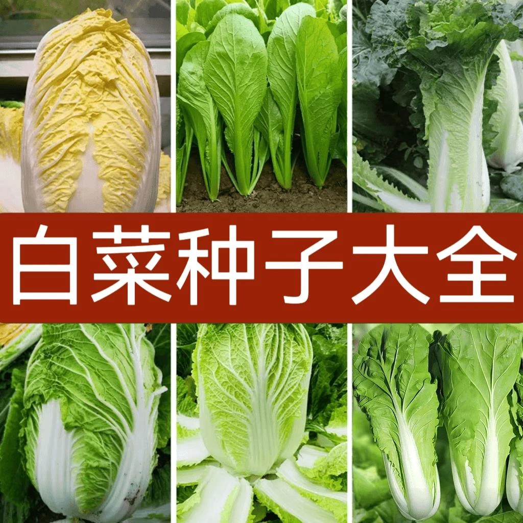 【全店满5元包邮】白菜种子大全各种大白菜种子 家庭种植