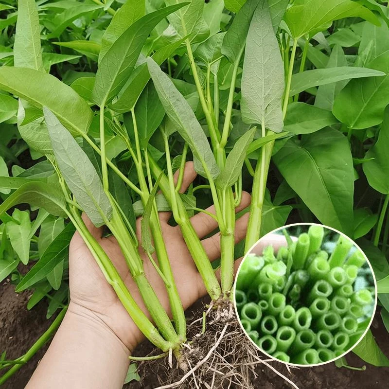 【满5包包邮】空心菜籽种种子大全四季菜苗菜籽蔬菜大叶空心菜种