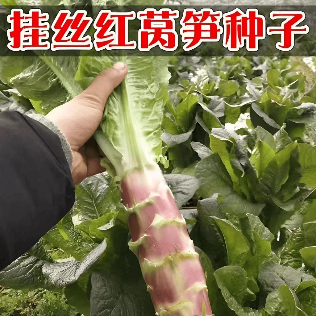 【满5元包邮】【挂丝红皮莴笋种子】易种庭院耐热耐寒香莴苣籽四