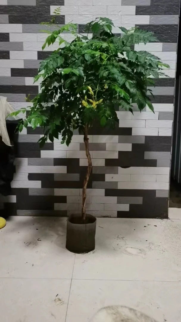 爬藤植物凌霄花 可以做花墙花架长廊南方北方都可以种盆栽地栽