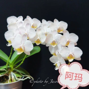蝴蝶兰花剑苗2.8寸杯(带花剑)
