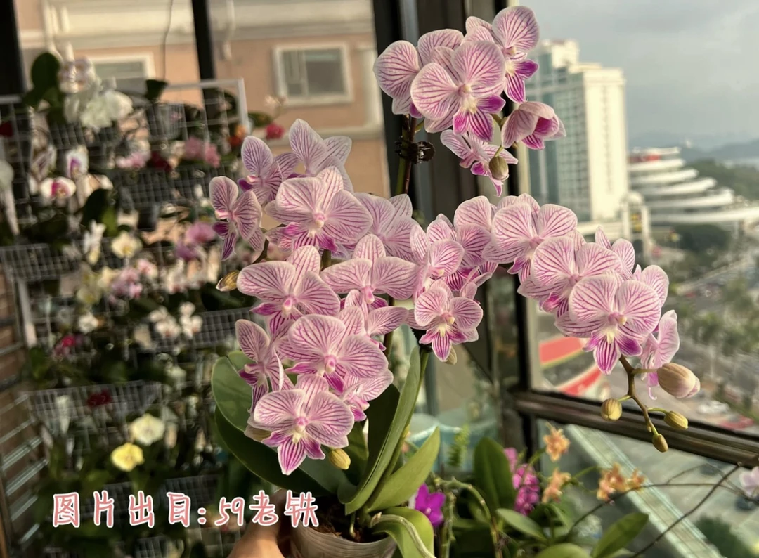 蝴蝶兰新苗小可爱2.8寸杯（带花剑）