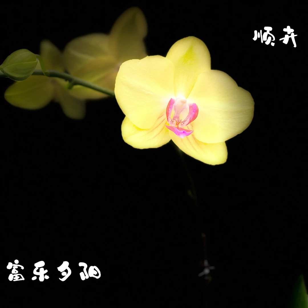 蝴蝶兰新苗 富乐夕阳3.5寸杯(带花剑)