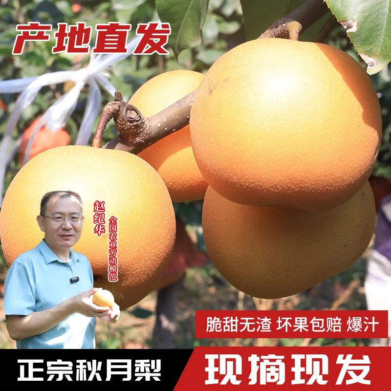 不抹药的正宗山东秋月梨脆甜多汁现摘现发彩箱发货