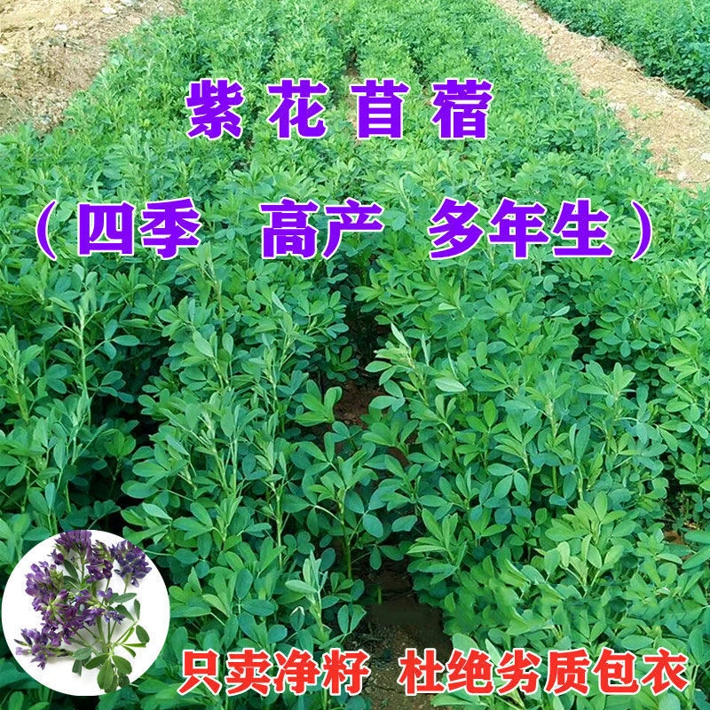 紫花苜蓿种子多年生苜蓿草种子四季常青牧草鸡鸭鹅牛羊猪马鱼草籽