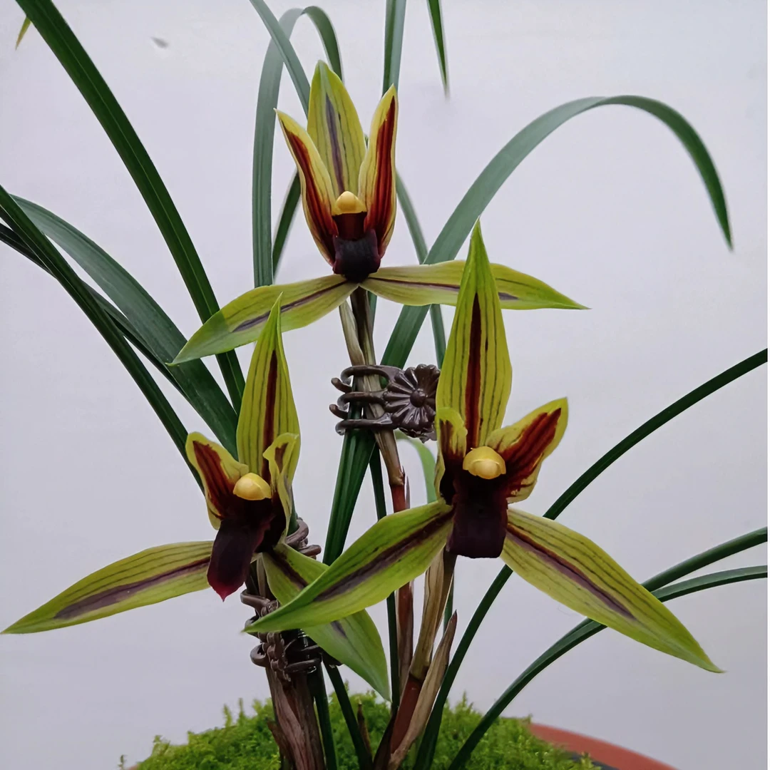 开元兰业自然种养3年苗  春兰名品【包公魂】基地直发 兰花 阳台