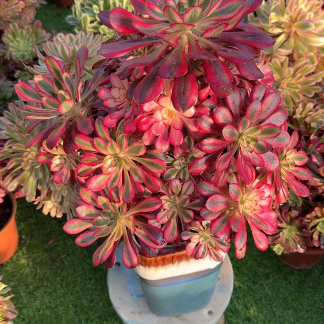 【闪购商品】瓷25～303香无***1