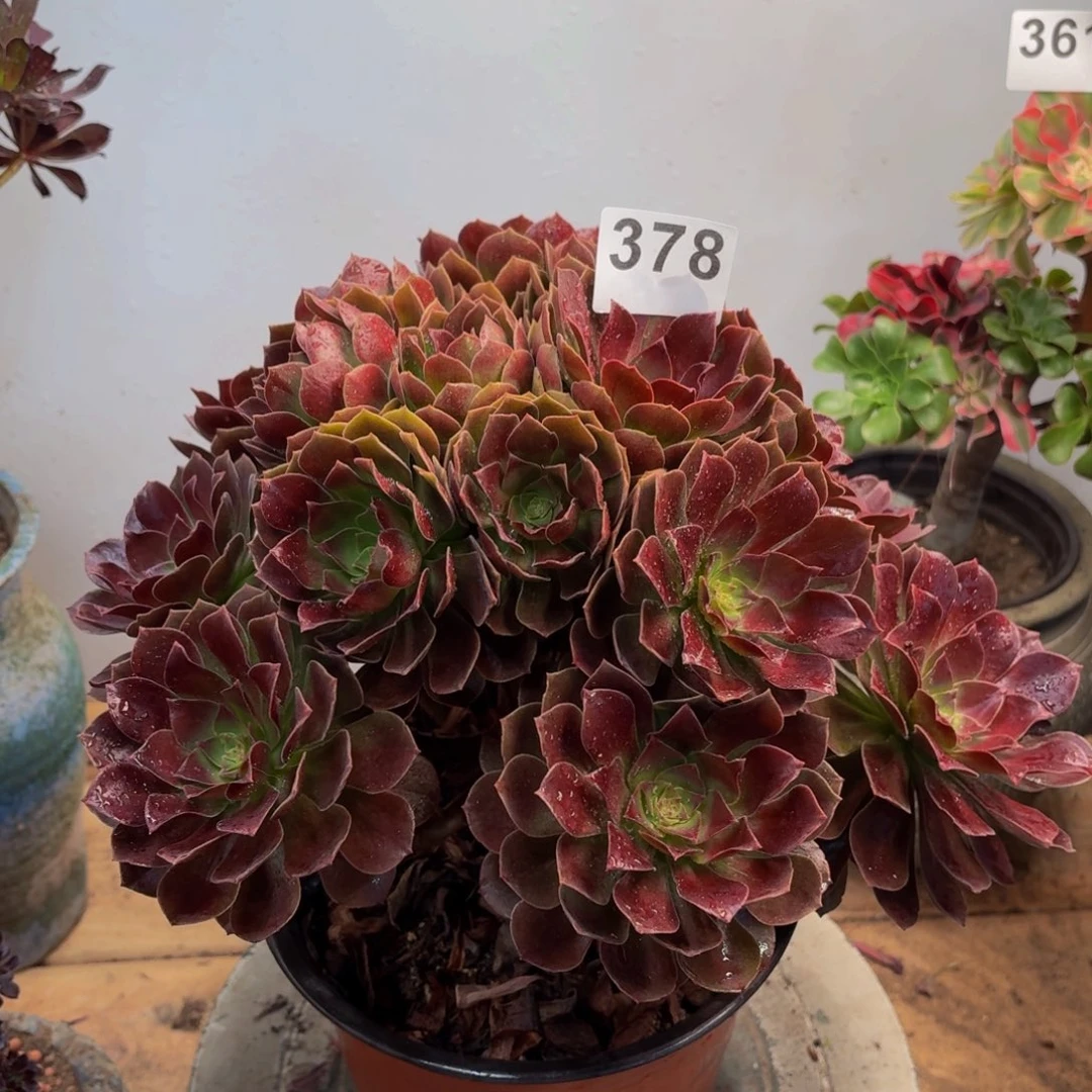 多肉法师赤焰连378